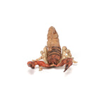 Scorpion Papo en PVC, Collection Animaux sauvages, jouet éducatif idéal pour enfants et collectionneurs