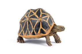 Star tortoise Figurine